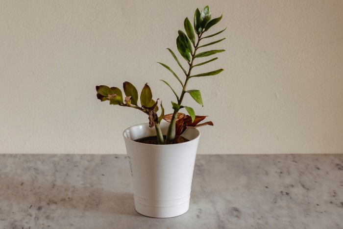 Indoor plant in a white pot with wilting leaves and signs of dehydration