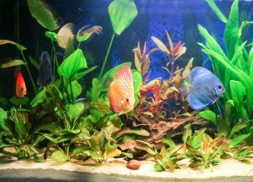 Freshwater aquarium featuring lush plants and multiple colorful fish