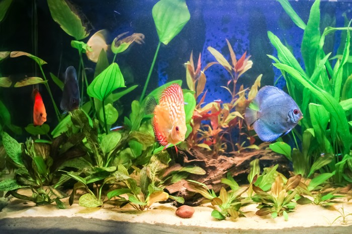 Freshwater aquarium featuring lush plants and multiple colorful fish