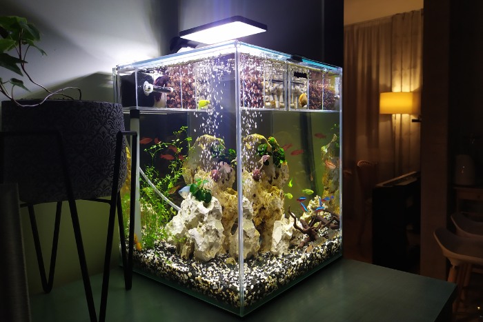 Home aquarium with vibrant fish, aquatic plants, and rock decorations, placed on a table