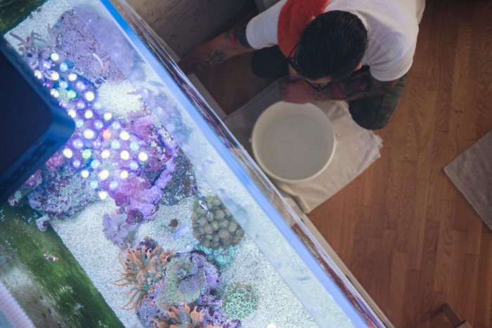 Man cleaning a saltwater reef tank with coral formations, using a bucket for water change