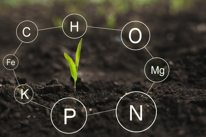 Close-up of a small plant with chemical symbols representing essential minerals for plant development