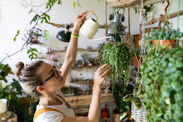 Woman using a watering can to water hanging indoor plants in a cozy home garden setting